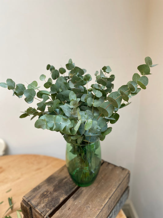 Fresh Eucalyptus