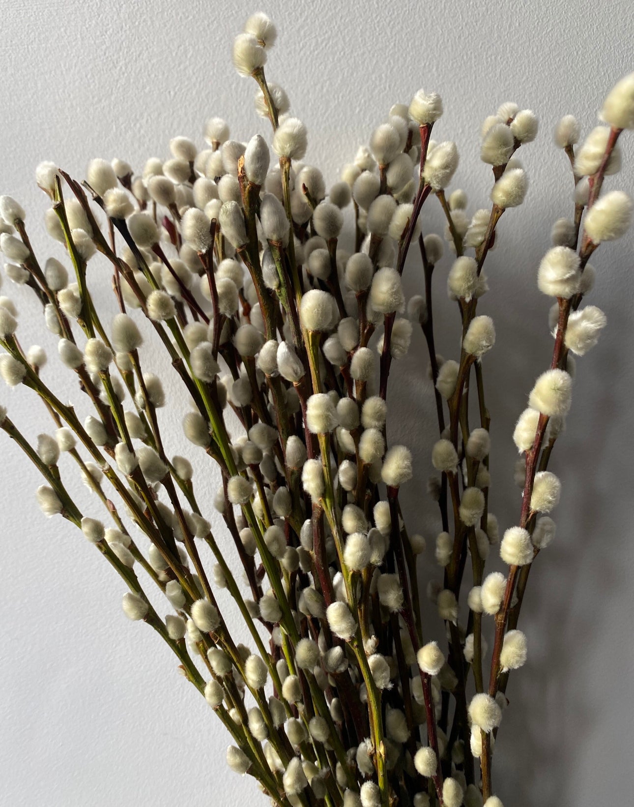 Pussy Willow | Salix | Catkins