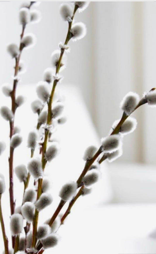 Natural Pussy Willow | Salix | Catkins