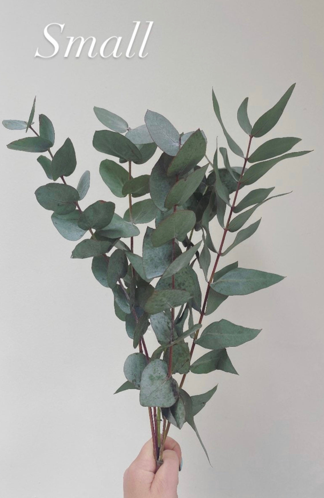 Fresh Eucalyptus