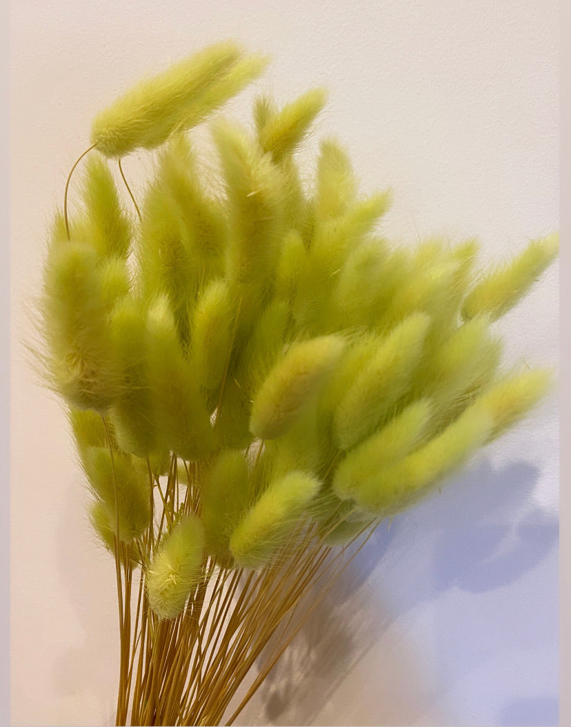 Bunny Tail Grasses (Lagarus)