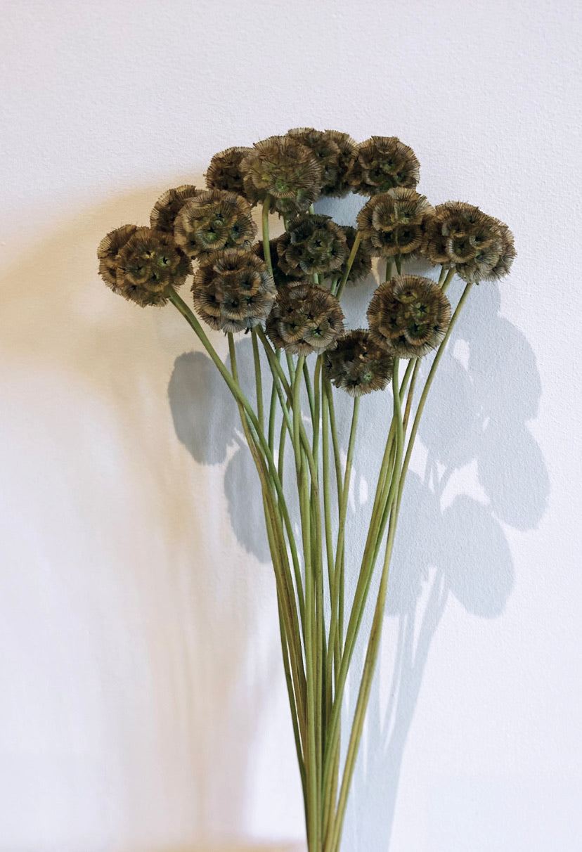 Natural Dried Scabious Pods
