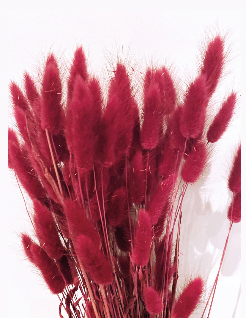 Bunny Tail Grasses (Lagarus)