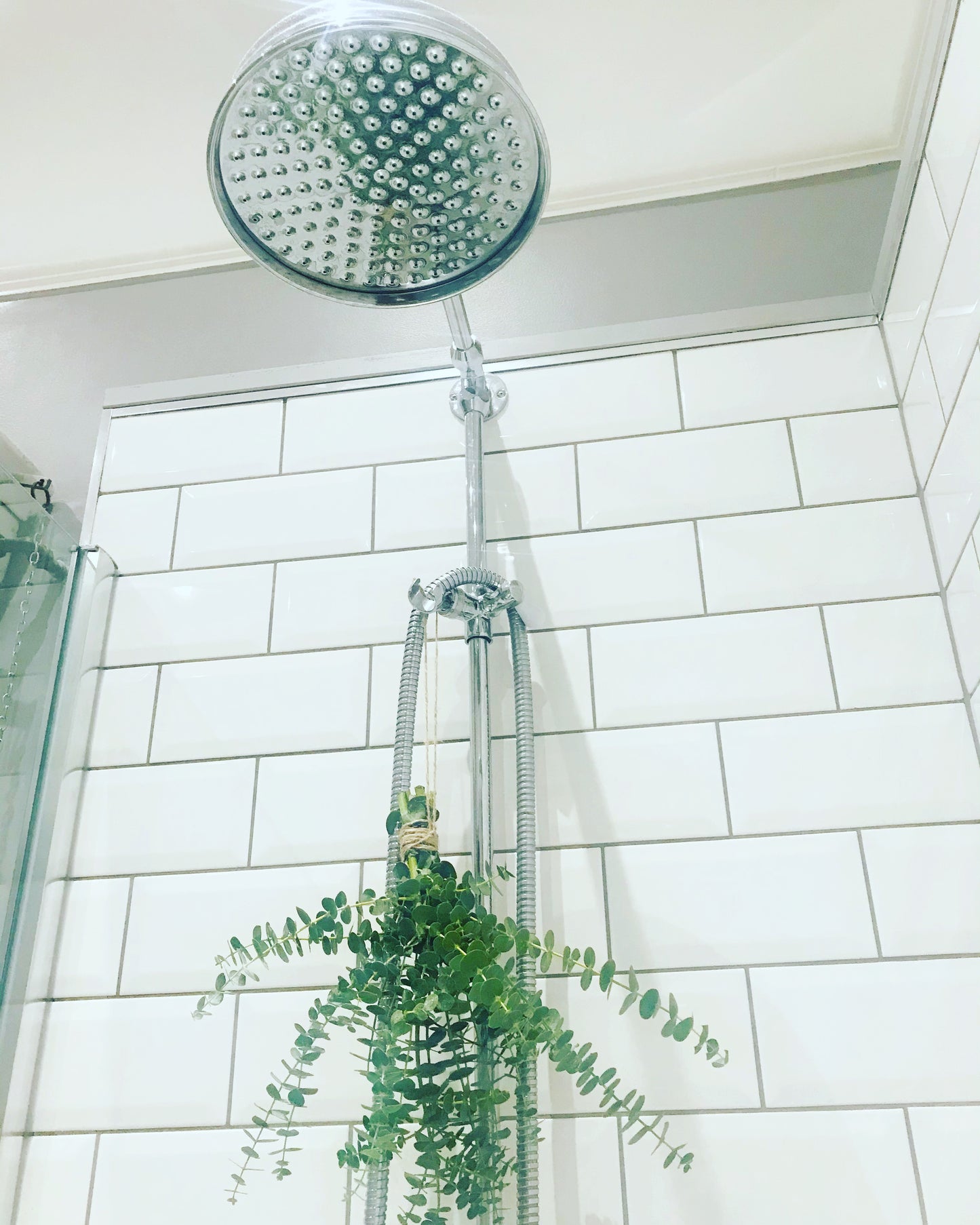 Eucalyptus Shower Bunch