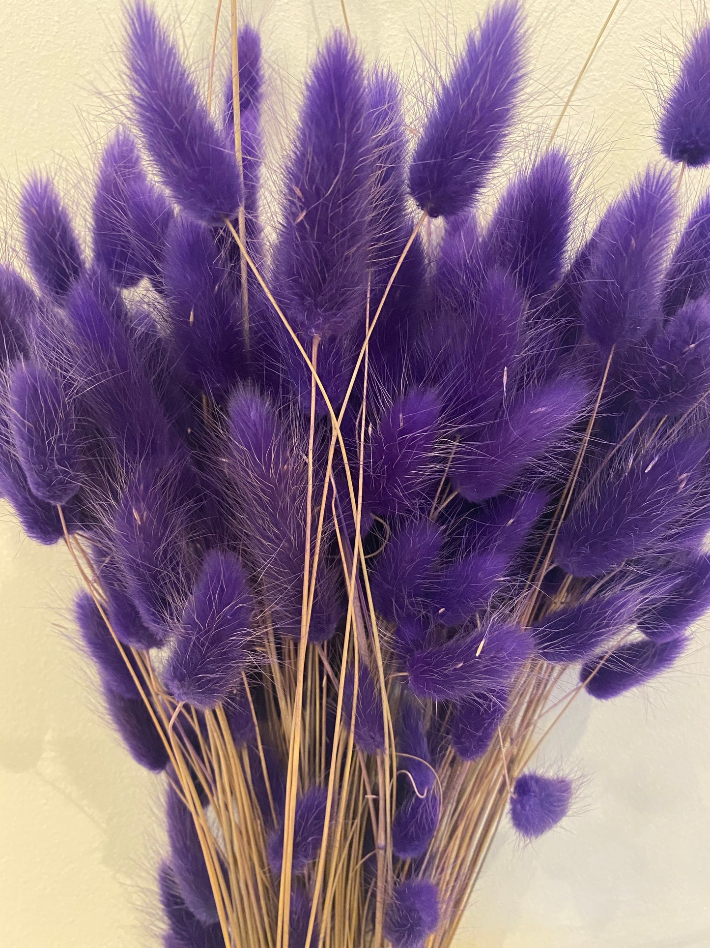 Bunny Tail Grasses (Lagarus)