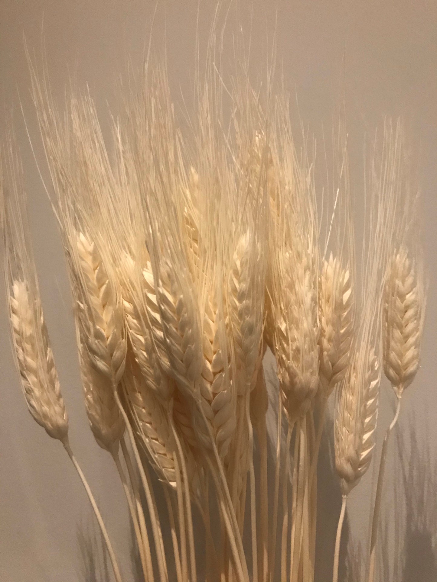 Bleached Grano Wheat