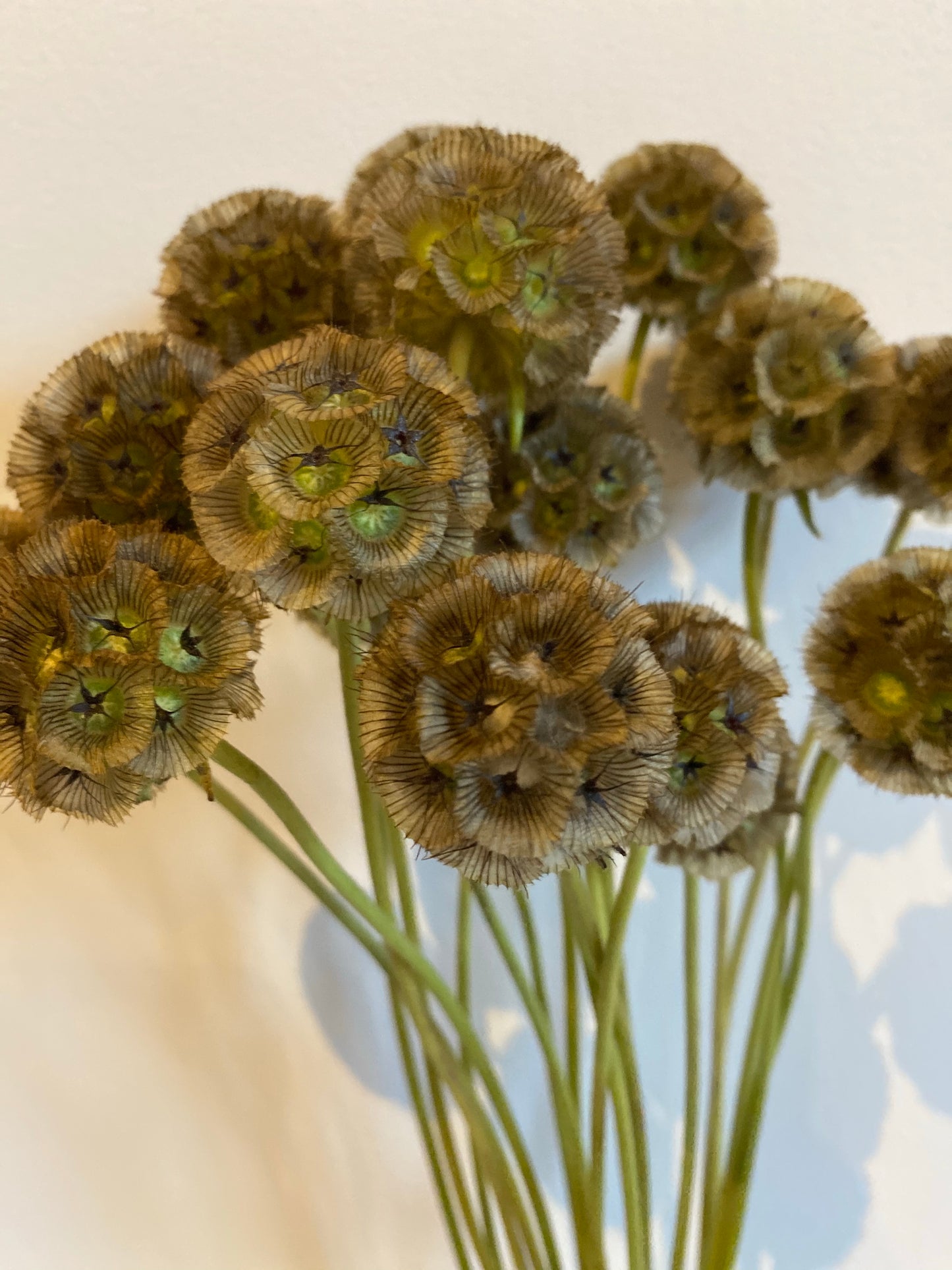 Natural Dried Scabious Pods