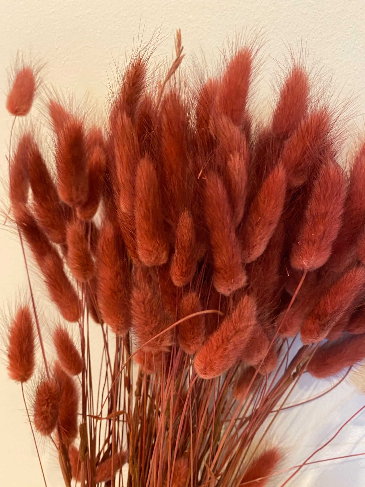 Bunny Tail Grasses (Lagarus)