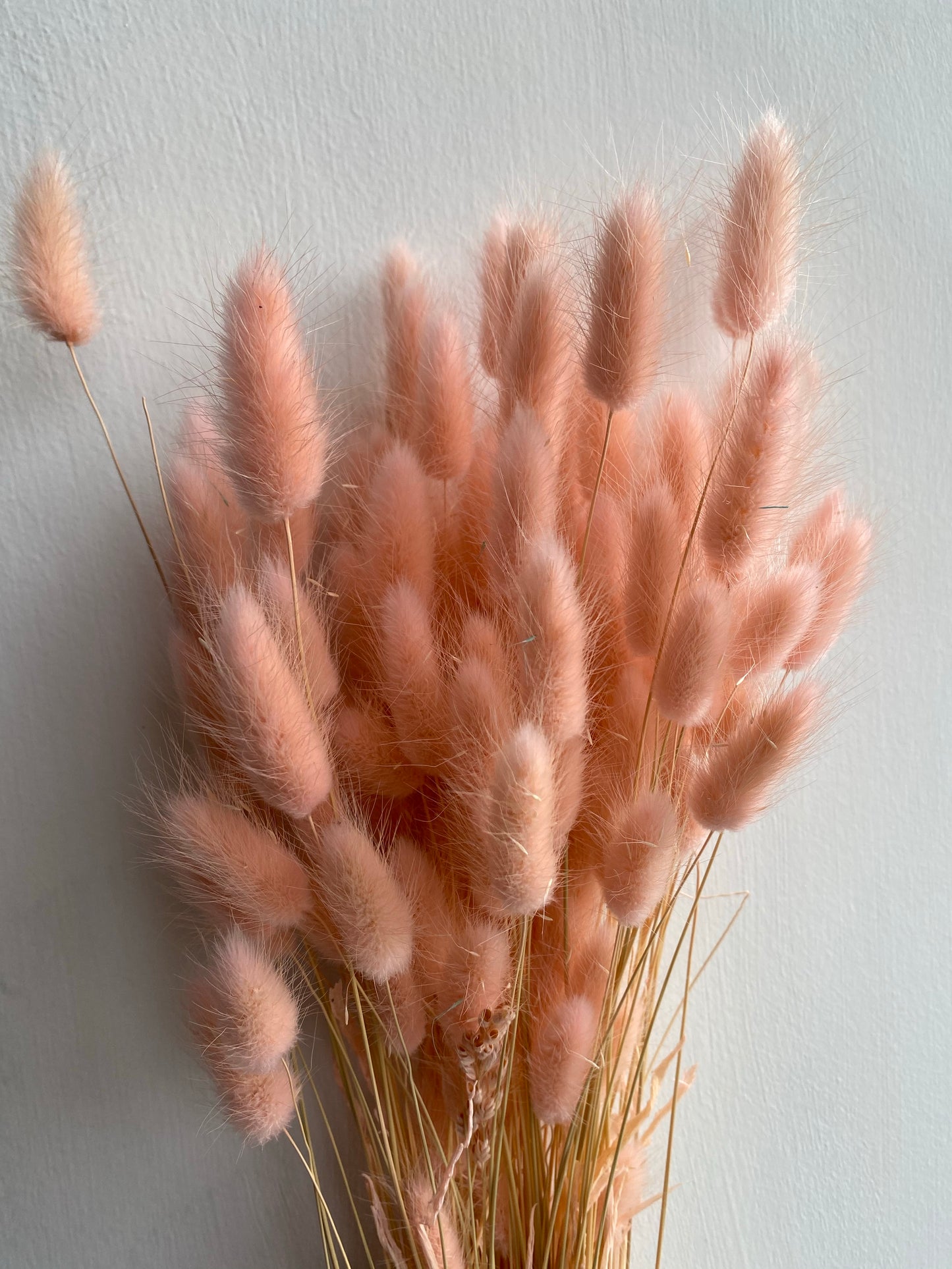 Bunny Tail Grasses (Lagarus)